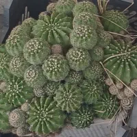 حراج گل و گیاه خانگی