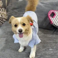 سگ نر برای جفت گیری