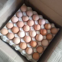 تخم مرغ محلی گلپایگان