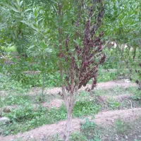 خریدارزمین هستم