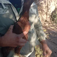 طاقچه مرغ لاری ایژی