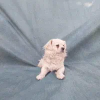 سگ فانتزی نر|سگ|شیراز, شهرک فجر|دیوار