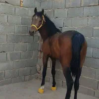 اسب