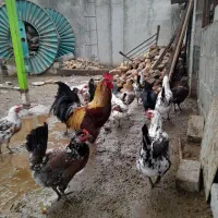 مرغ و خروس لری گلین اصل