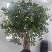 درختچه های خاص کلکسیونی