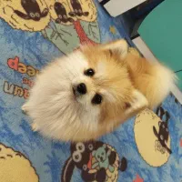 سگ پامر|سگ|کرمان, |دیوار