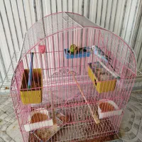 جفت مرغ عشق|پرنده|ساوه, |دیوار