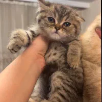 اسکاتیش بریتیش|گربه|بوکان, |دیوار