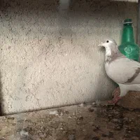 کبوتر|پرنده|نیشابور, فخریه|دیوار