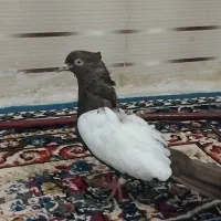سینه ای