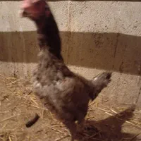 یک عدد مرغ لاری طوسی