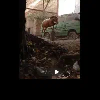 اسب شیهه یکسالش هست و کلی میفهمه|اسب و تجهیزات اسبسواری|قزوین, |دیوار