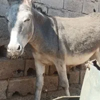 آخور.خر گله