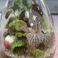 تراریوم مدل  رها