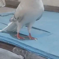 کفتر|پرنده|تهران, شهرک ولیعصر جنوبی|دیوار