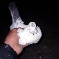 کفتر پرشی|پرنده|شهریار, شهرک امیریه|دیوار