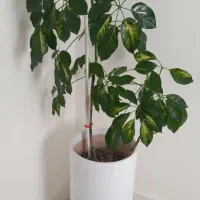 گلدان و گل شلفرا ابلق .گلدان پتوس