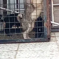 توله قدرجونی سگ