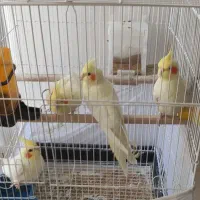 فروش عروس هلندی (لوتینو)|پرنده|ساوه, |دیوار