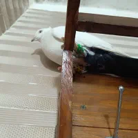 کبوتر|پرنده|دزفول, |دیوار