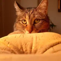 واگذاری  گربه ماده|گربه|آستانه اشرفیه, |دیوار