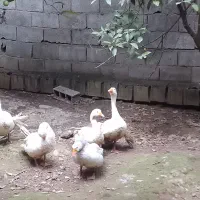شب یلدا ،اردک و غاز سفید|حیوانات مزرعه|قائمشهر, |دیوار