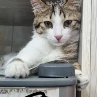 گربه نر|گربه|تبریز, |دیوار