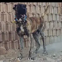 سن دوسال گله ای دهن پاک قد۸۵پرزور|سگ|مشهد, انقلاب|دیوار