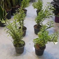 پدیلانتوس گیاه زیگزاگی سایز درشت سانس بِلَک جَک|گل و گیاه طبیعی|قم, نیروگاه|دیوار