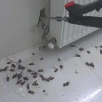 سمپاشی تخصصی منازل ریشه کنی ساس سم پاشی سوسک و...|خدمات نظافت|کرج, چهارصد دستگاه|دیوار