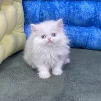 گربه های گوگولی مگولی پگولی|گربه|اصفهان, ابر|دیوار