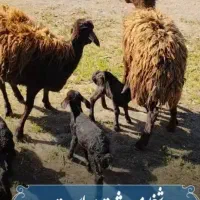 بره ماده ونر  ژن دار چند قلو. هتر ۲۰ عدد