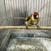 جوجه سهره رسمی پایزه|پرنده|پاکدشت, پاکدشت (مامازند)|دیوار