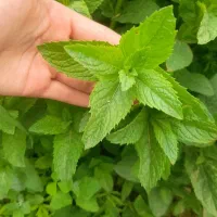 نعناع|گل و گیاه طبیعی|شیروان (خراسان), |دیوار