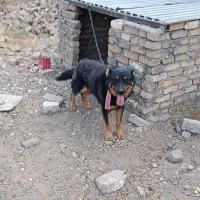 واگزاری سگ نگهبان
