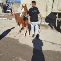 اسب کره|حیوانات مزرعه|ضیاء آباد, |دیوار