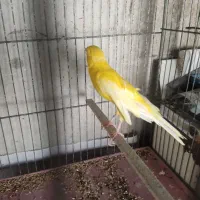 قناری نر|پرنده|ساوه, |دیوار