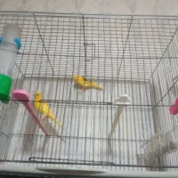 قناری پرتقالی، و ابلغ پرتقالی، و سهره،