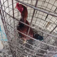 جوجه لاری خروس و مرغ لاری تخم مرغ نطفه دار لاری|حیوانات مزرعه|کرج, کیانمهر|دیوار