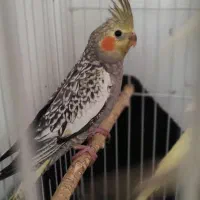 عروس هلندی|پرنده|لنگرود, |دیوار