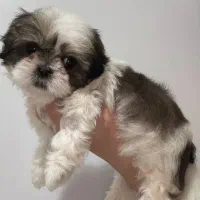 سگ شیتزو سوپرفلت