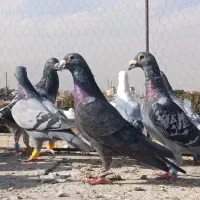 سبزوکوهی ونکی پلاکی