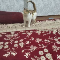 گربه|گربه|تایباد, |دیوار