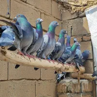 کبوتر پلاکی نر تبریز