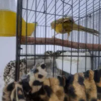 قناری و سهره|پرنده|بوئین زهرا, |دیوار