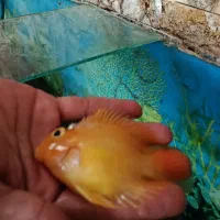 ماهی پرت و کت فیش پوزه ای