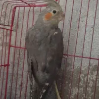 عروس هلندی یک جفت|پرنده|تهران, دهم فروردین|دیوار