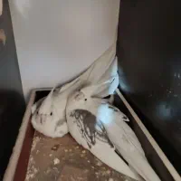 عروس هلندی دوکت