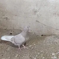 کبوتر