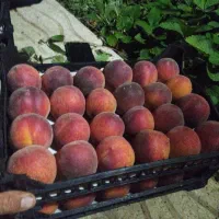 اجاره میوه سر درخت|خدمات باغبانی و درختکاری|باشت, |دیوار